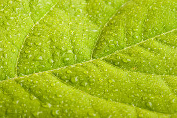 Green leaf with water droplets