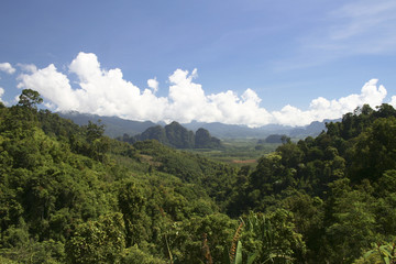 jungle thai
