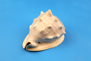 seashell