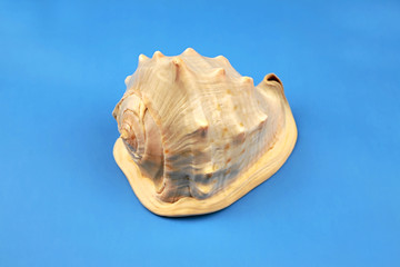 seashell