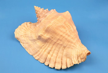 seashell