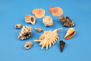 seashells