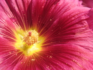 fleur et pollen