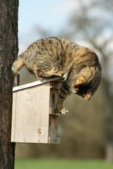 Katze auf Starenkasten