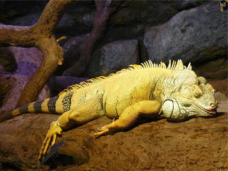 Iguane dormant