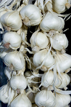 Garlic