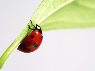 coccinelle 5 © Jean-marc RICHARD