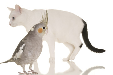 Cat and Bird Story