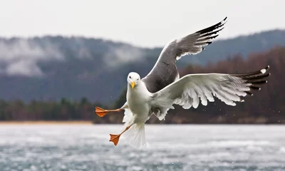 Fotobehang The seagull © Dmitriy Sharov
