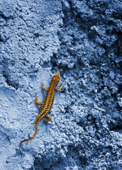 Small yellow lizard on a blue rock