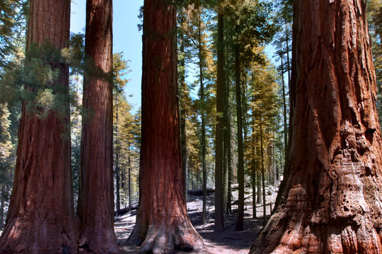 Redwoods California