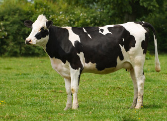 Fototapeta na wymiar Stojąc fryzyjski Cow