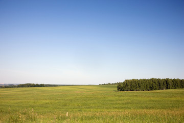 Grass meadow and blue sky