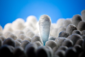Obraz premium Swab stand out from the crowd