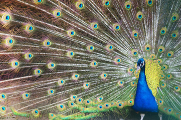 Beautiful Blue Peacock