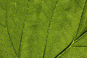 Plakat Leaf macro