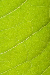 Green leaf close up