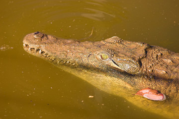 Nile crocodile