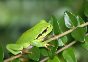 Obraz premium grenouille verte