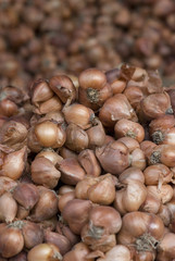 Shallots at a market