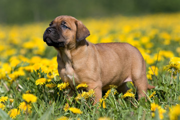 Dogo Canario puppy in yellow dandelions