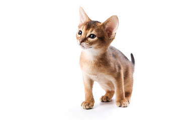 Abyssinian kitten on white background