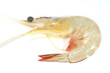Prawn