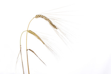 Obraz premium single wheat plants on a white background