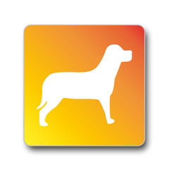 Chien
