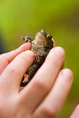 frog