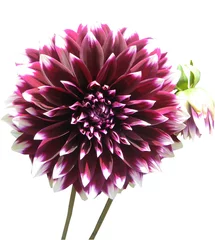 Photo sur Plexiglas Dahlia dalia