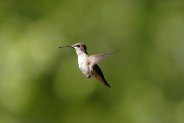Fototapeta na wymiar A Kolibry w powietrzu.