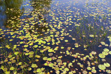 Lily Pads