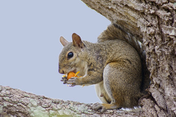 Naklejka na ściany i meble hungry squirrel