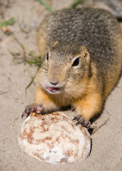 Happy badger having a meal outdoor