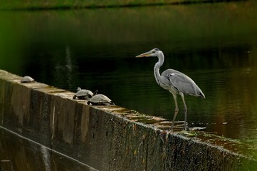 egret looking for fish at the lake sides