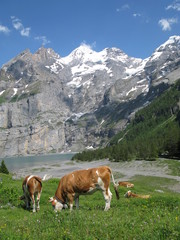 Fototapeta na wymiar paesaggio svizzero