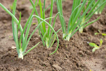 Spring onions in vegetable garden