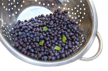 Blueberries