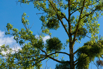 arbre