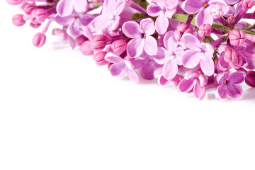 Fototapeta na wymiar aroma lilac flowers