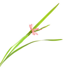 Schizostylis coccinea, bright pink variety, isolated