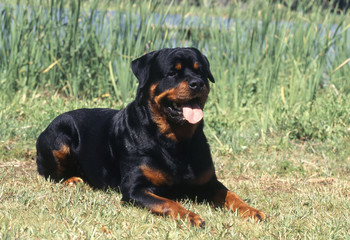 chien  Rottweiler couché