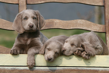 chiOTS Braque de Weimar