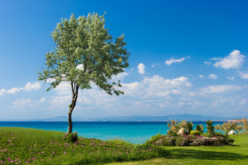 Fototapeta na wymiar Olive tree at the Greek seaside