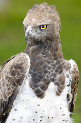 martial eagle