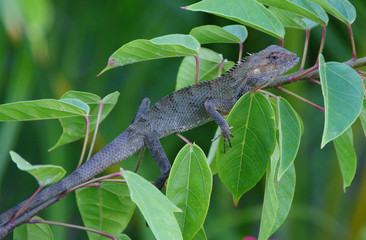 lézard