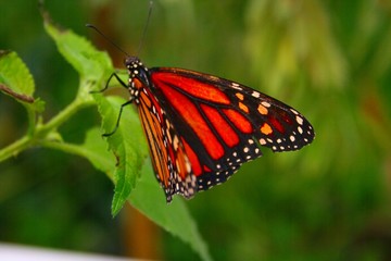 Obraz premium schmetterling