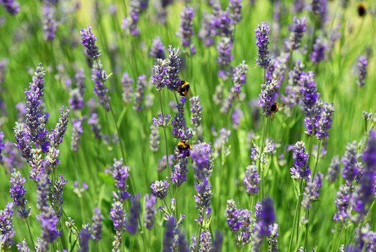 Fototapeta lavanda