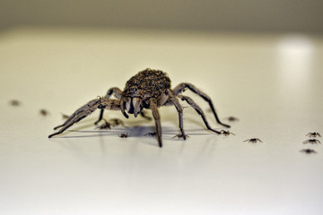 Female Huntsman Spider (Heteropoda cervina) with young
